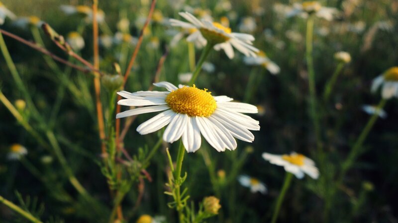 Daisy Flower in Field — White, Serene, Afternoon, Photograph, Sunlight, Greenery