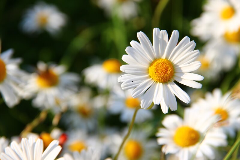Daisy Flower in Field — White, Serene, Afternoon, Photograph, Sunlight