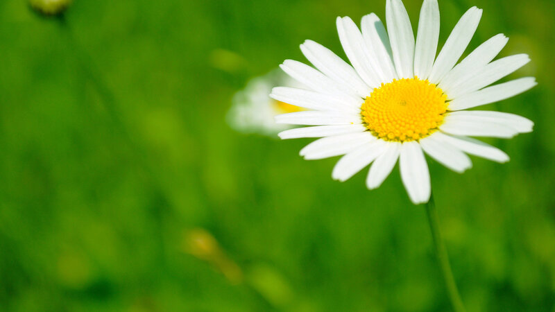 Daisy Flower in Field — White, Serene, Afternoon