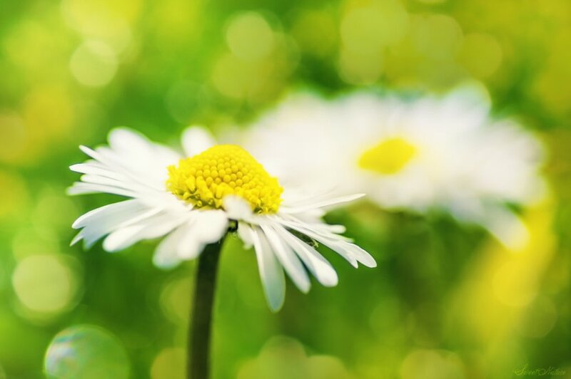 Daisy Flower in Field — White, Serene, Spring