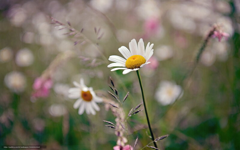 Daisy Flower in Field — White, Serene, Summer