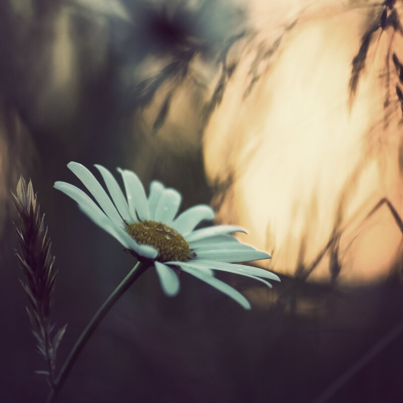 Daisy Flower in Field — White, Serene, Sunset