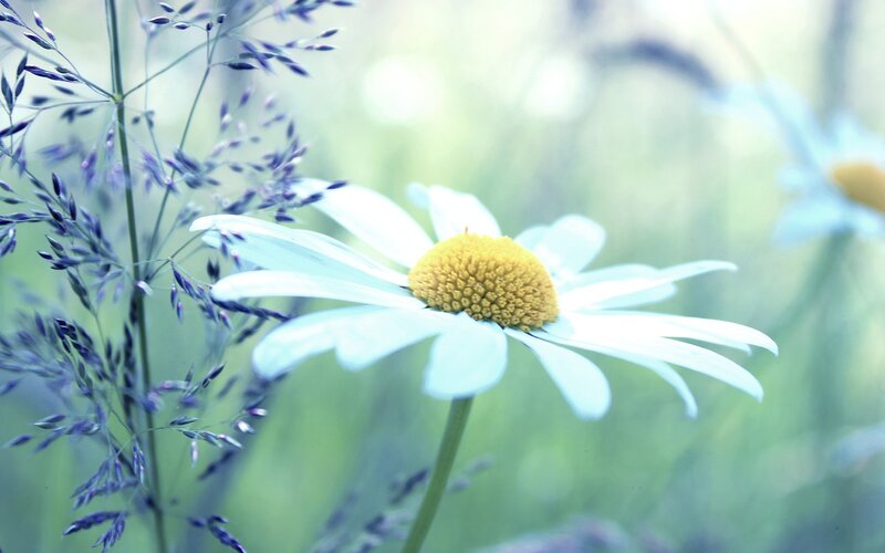 Daisy Flower in Field — White, Serene