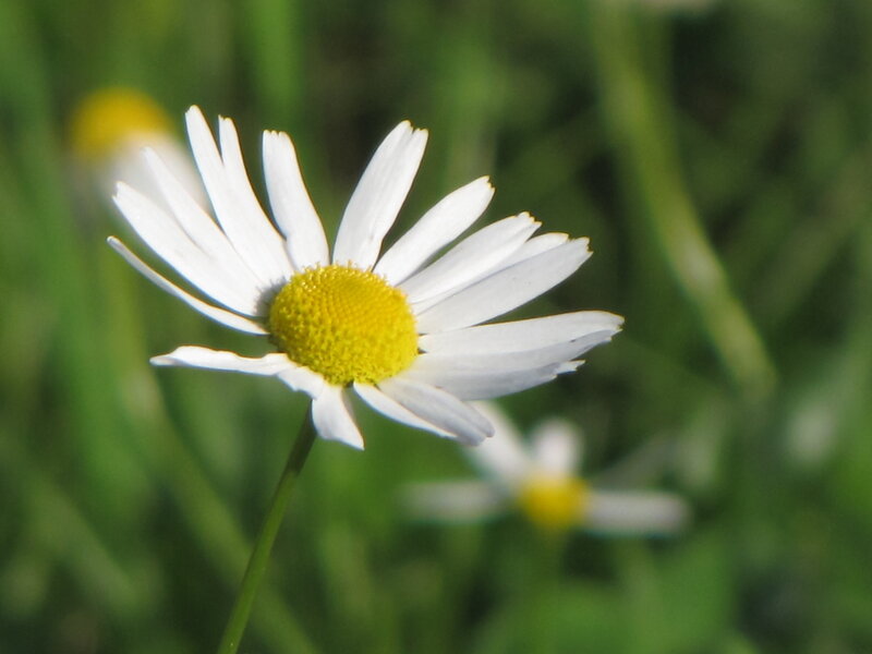 Daisy Flower in Field — White