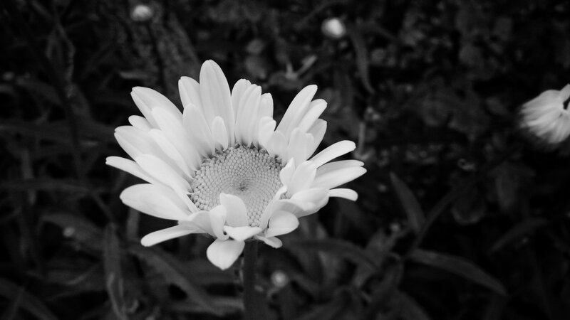 Daisy Flower in Focus — Black