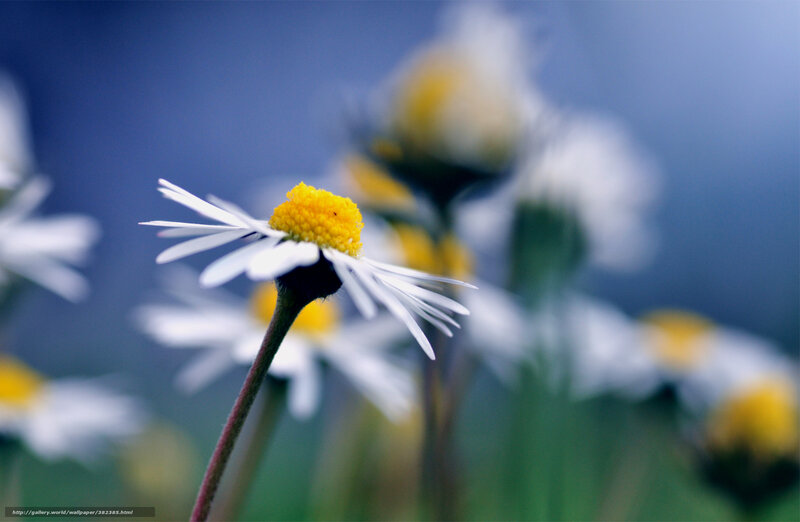 Daisy flower in focus