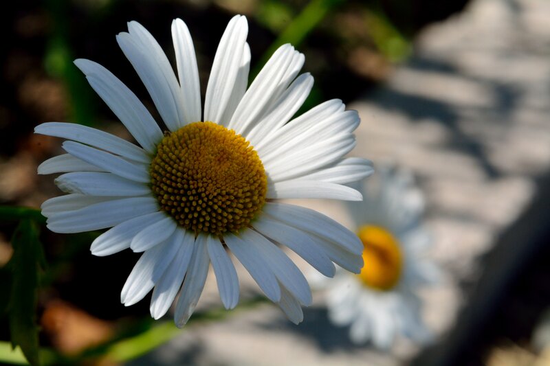 Daisy Flower in Focus — White, Serene, Afternoon, Photograph, Petals, Sunlight