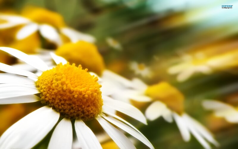 Daisy Flower in Focus — White, Serene, Afternoon, Photograph, Petals