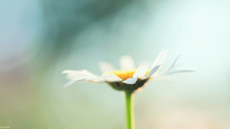 Daisy Flower in Focus — White, Serene, Morning