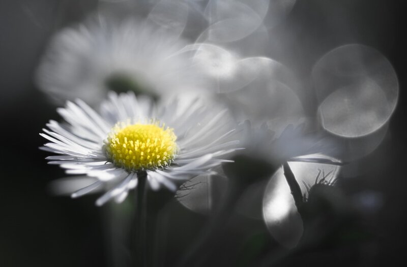 Daisy Flower in Focus — White, Serene, Photograph, Bokeh