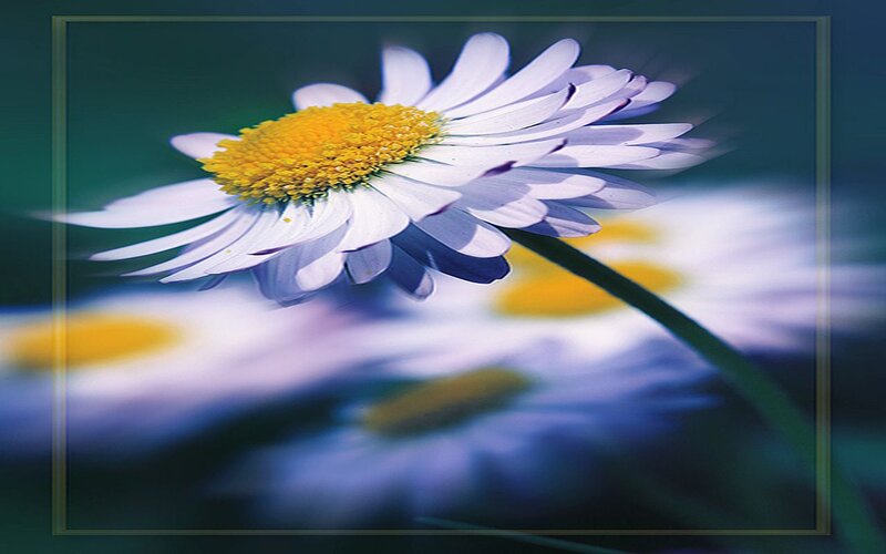 Daisy Flower in Focus — White, Serene, Photograph, Stem, Background