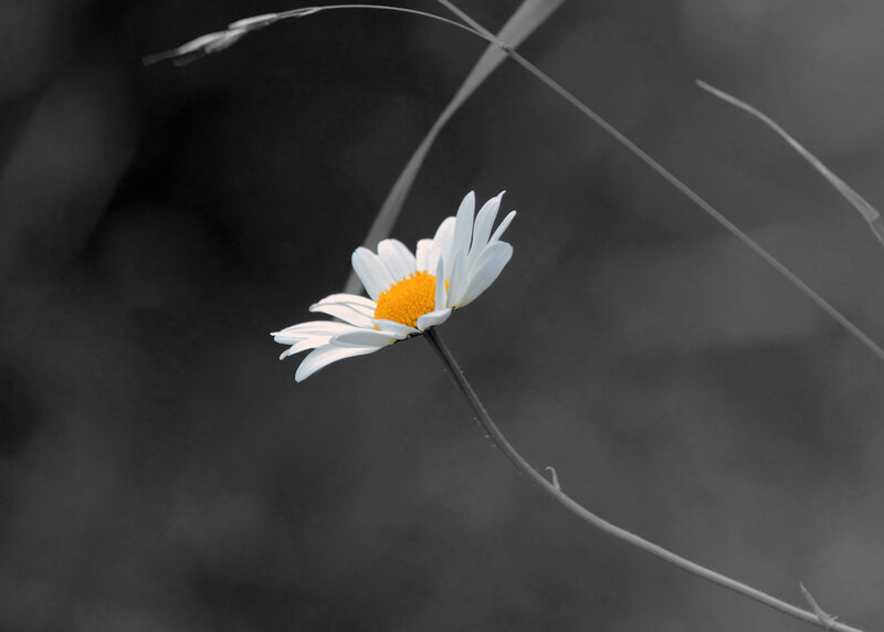 Daisy Flower in Focus — White, Serene, Photograph, Stem, Grass