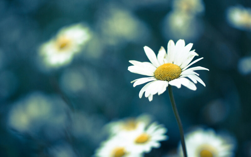 Daisy Flower in Focus — White, Serene, Photograph, Stem