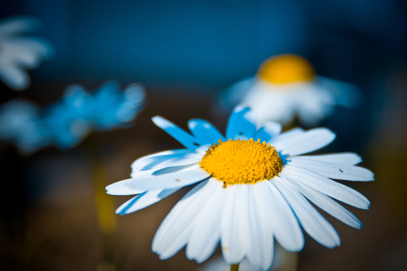 Daisy Flower in Focus — White, Serene, Photograph