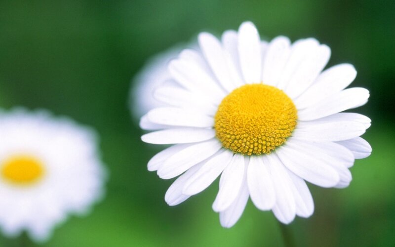 Daisy Flower in Focus — White, Serene, Spring, Photograph, Green Background