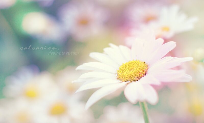 Daisy Flower in Focus — White, Serene, Spring, Photograph