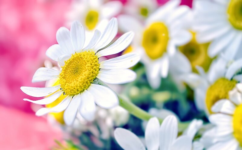 Daisy Flower in Focus — White, Serene, Spring