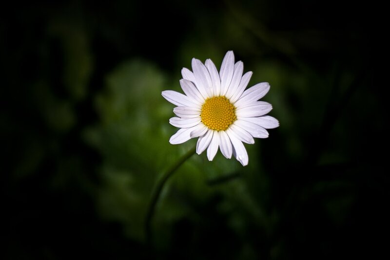 Daisy Flower in Focus — White, Serene