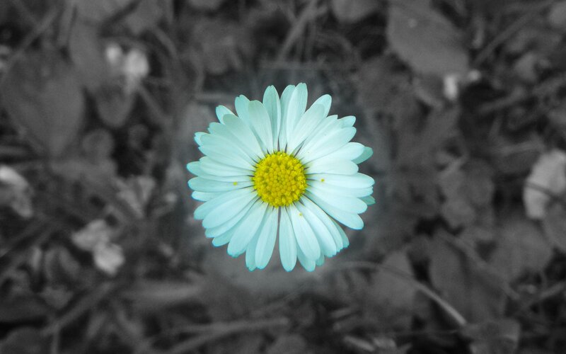 Daisy Flower in Focus — White