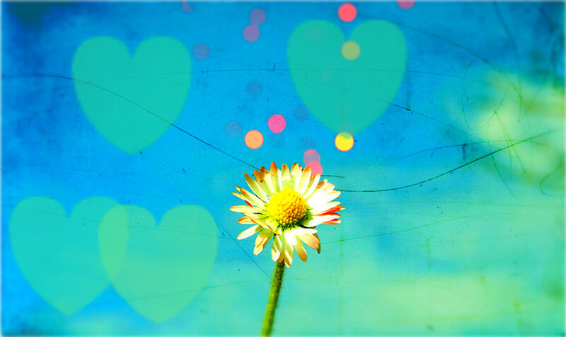 Daisy Flower in Foreground