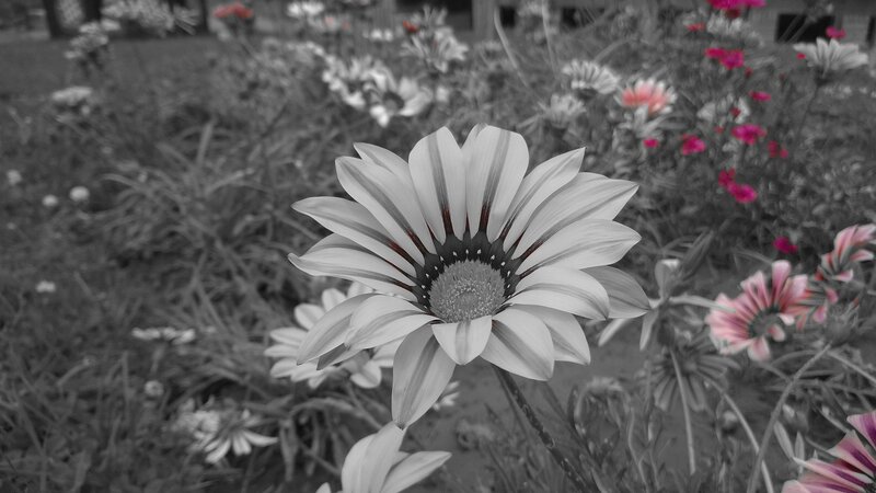 Daisy Flower in Garden — Black