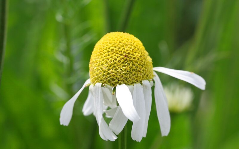 daisy flower in garden