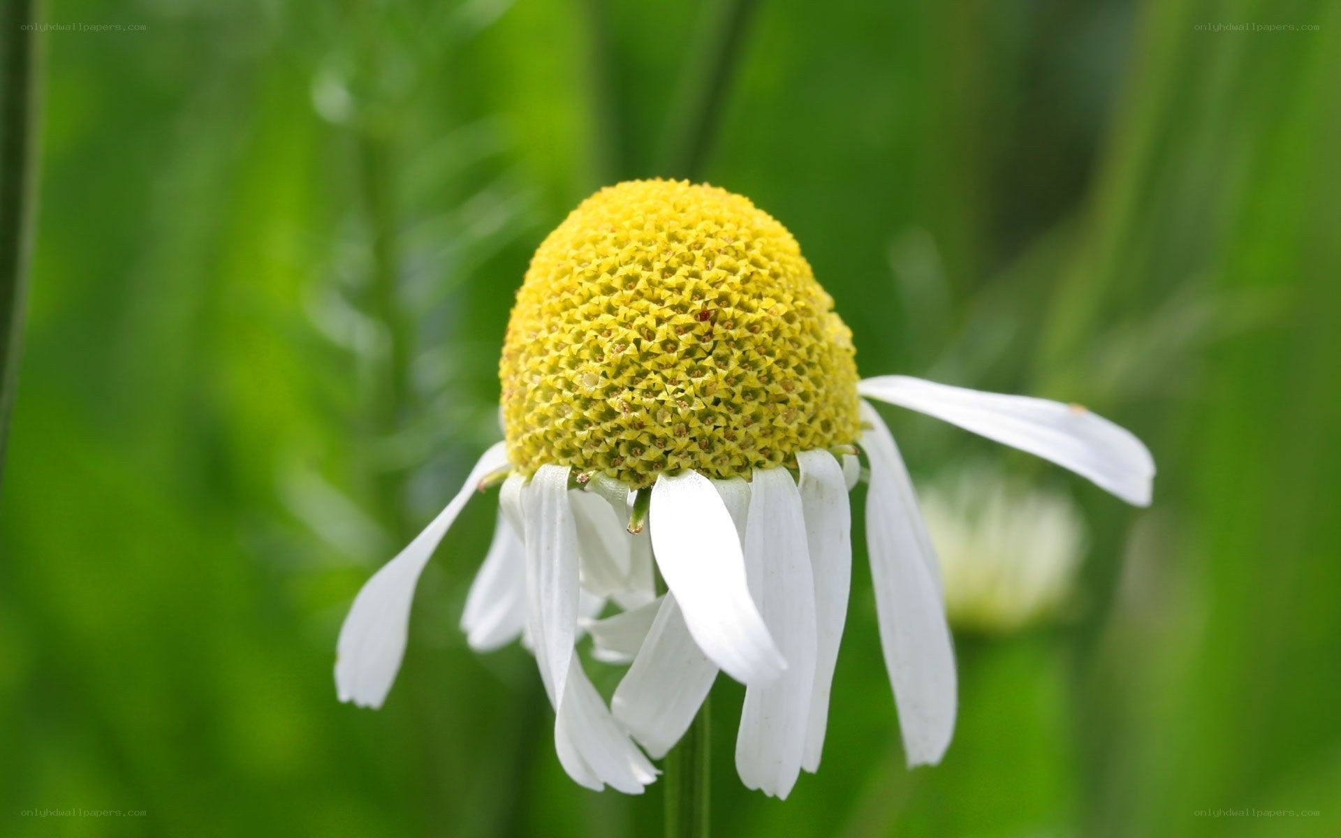 daisy flower in garden