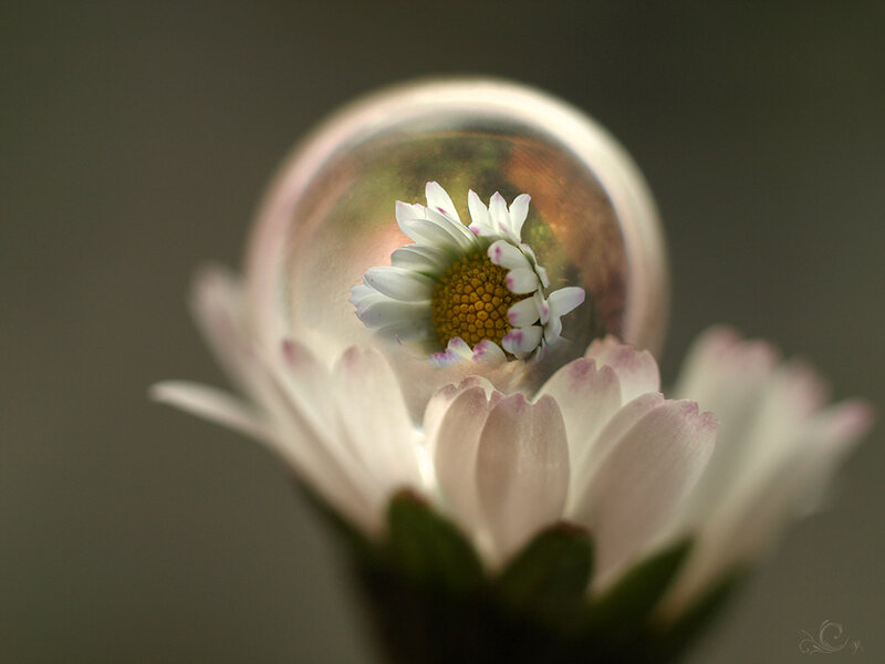 Daisy Flower in Glass Sphere