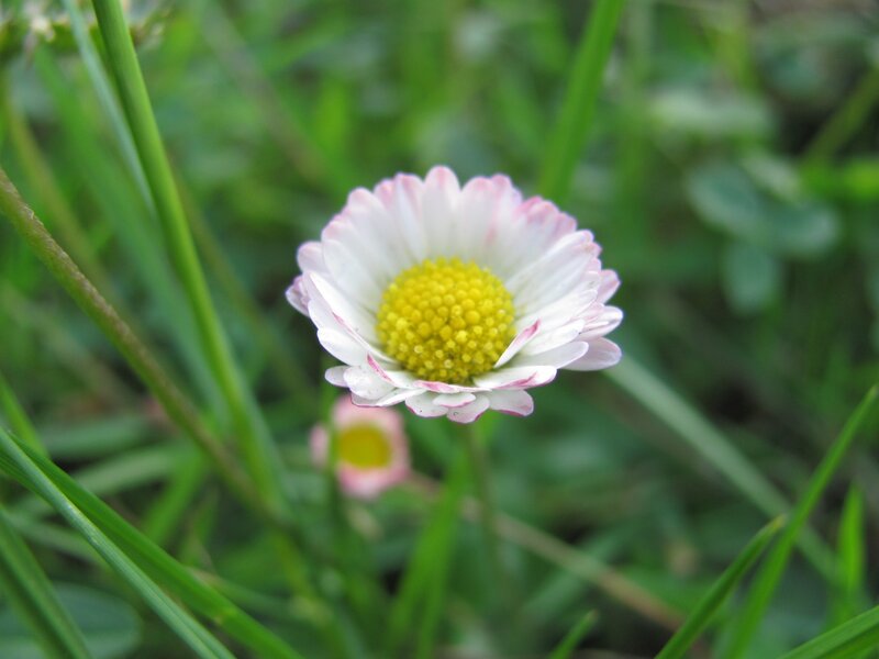 daisy flower in grass