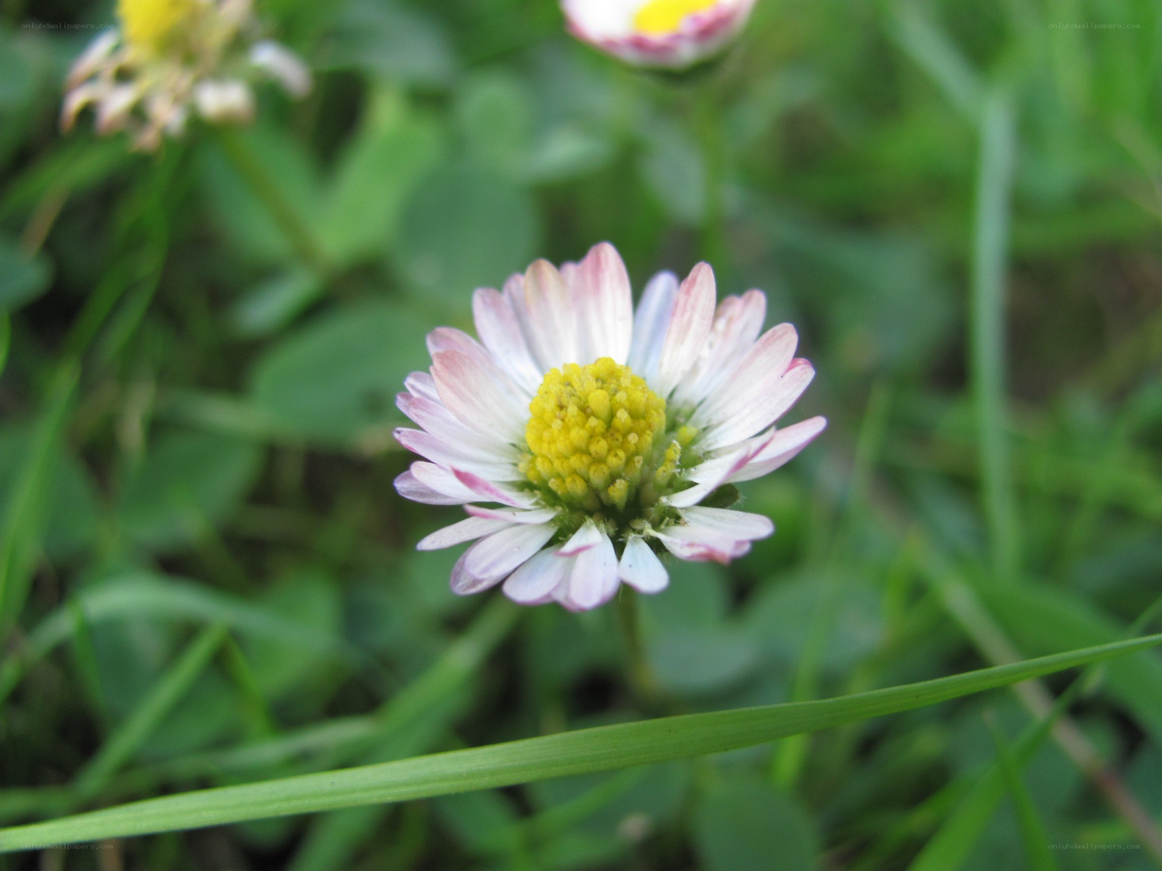 daisy flower in grass