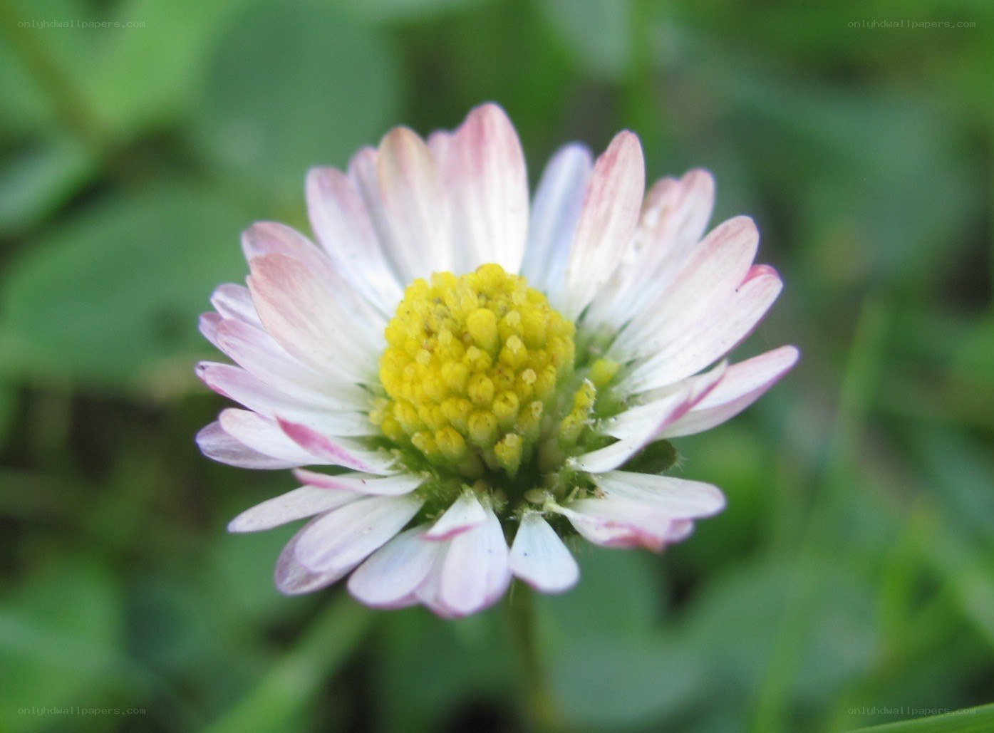 daisy flower in grass