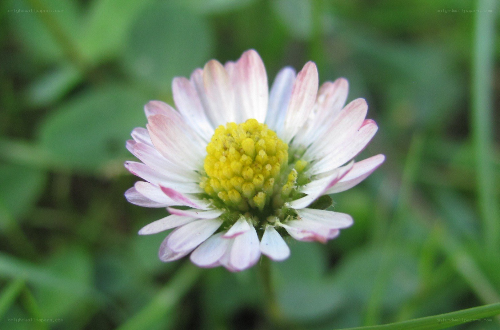 daisy flower in grass