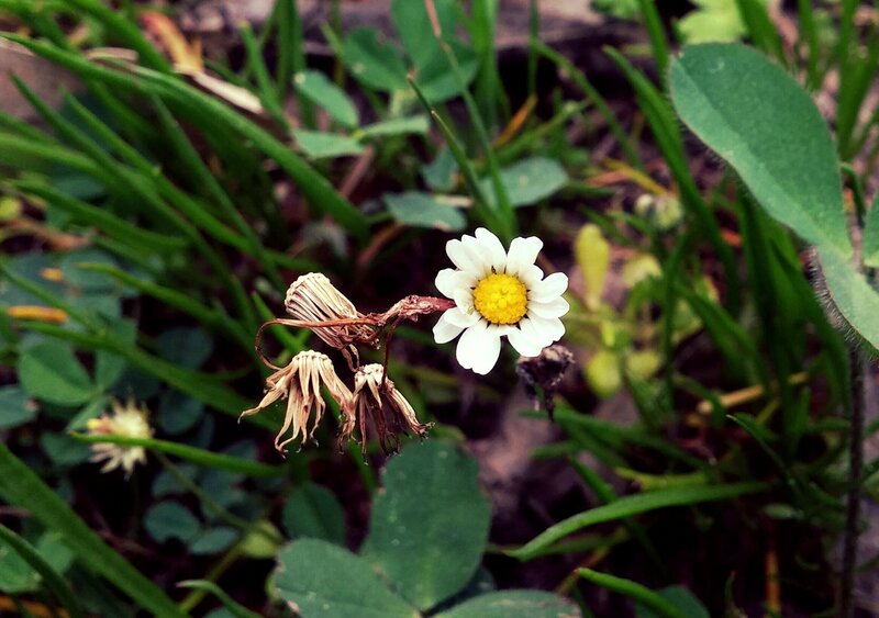 Daisy Flower in Grass — Green, Natural