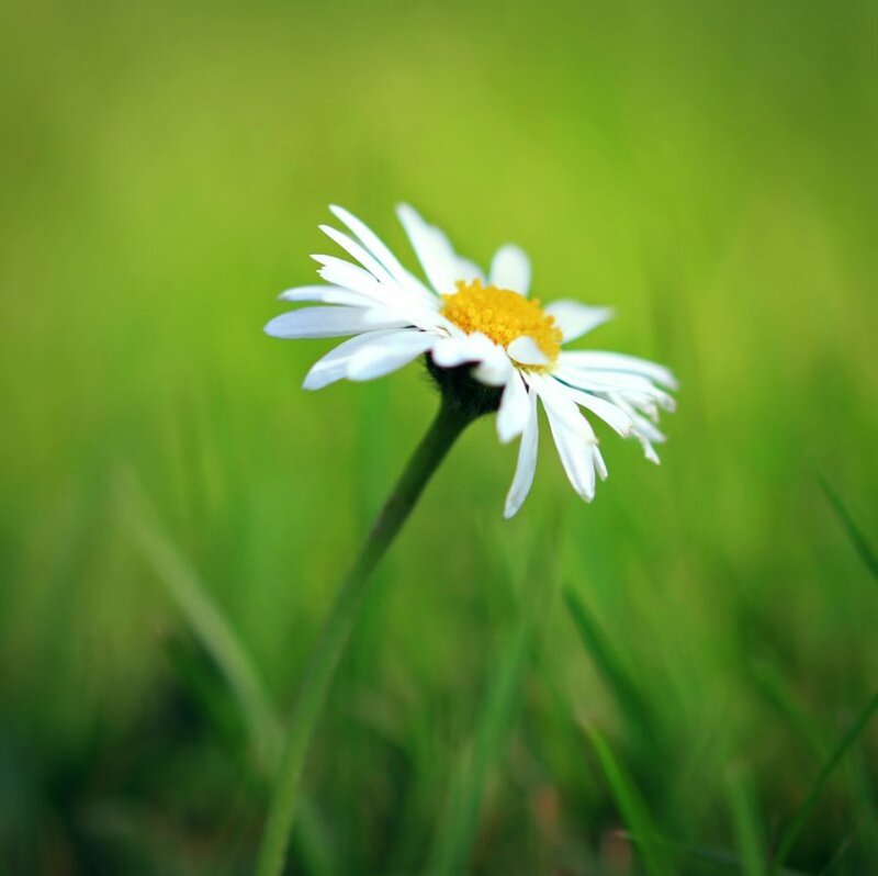 Daisy Flower in Grass — Green, Serene, Afternoon