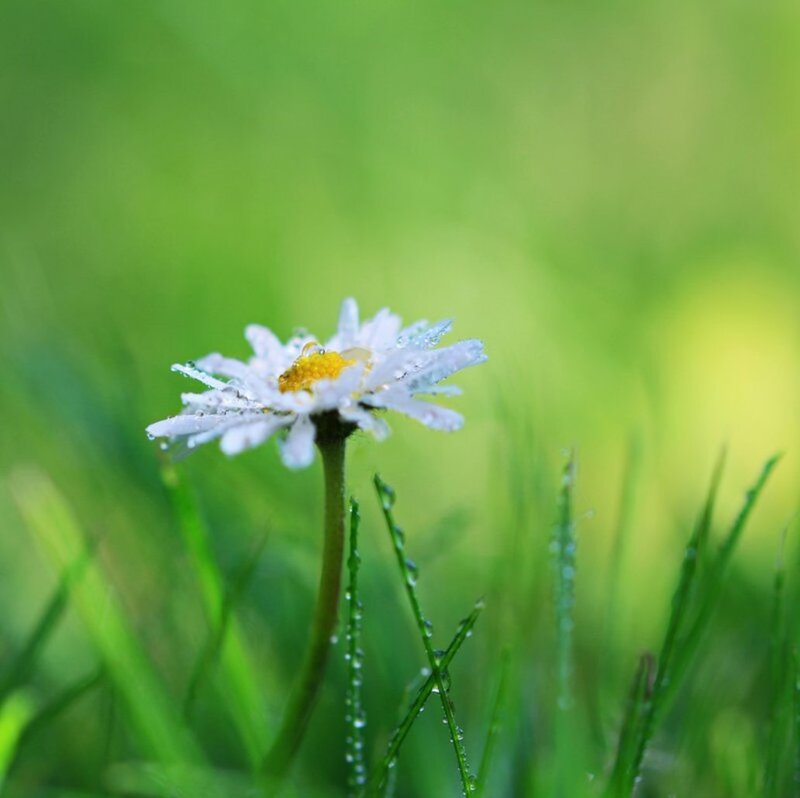 Daisy Flower in Grass — Green, Serene, Morning