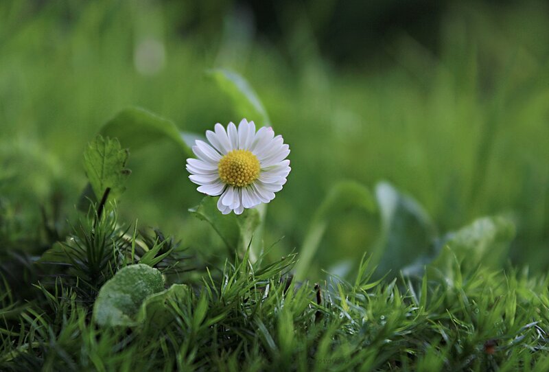 Daisy Flower in Grass — Green, Serene, Spring