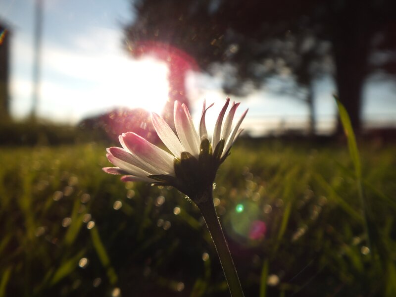 Daisy Flower in Grass — Green, Serene, Sunset