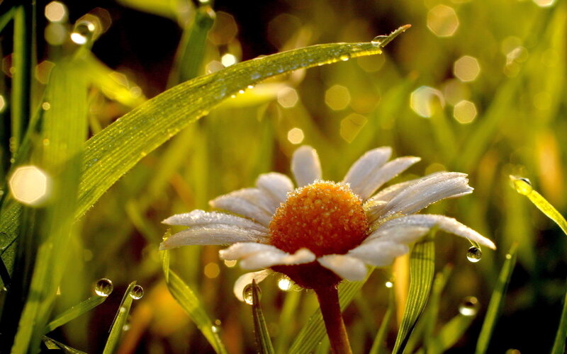 Daisy Flower in Grass — Green, Serene