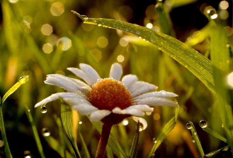Daisy Flower in Grass — Green