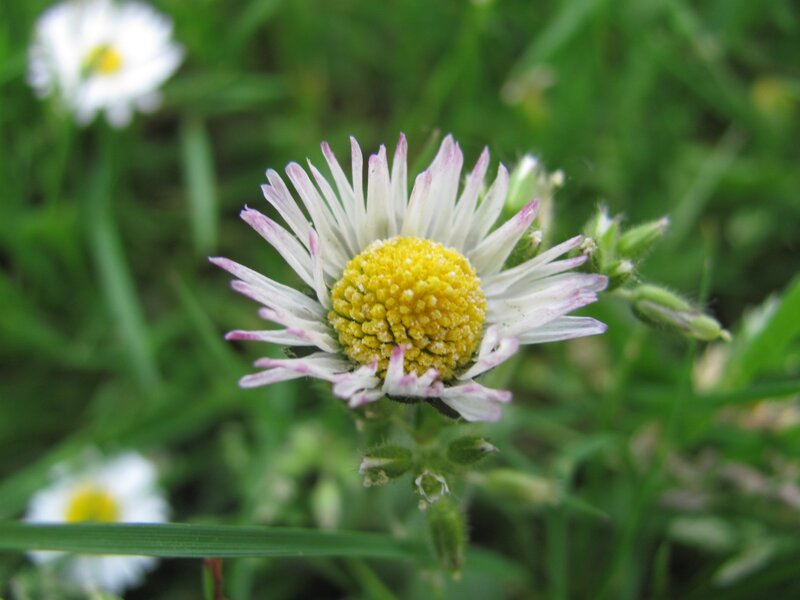 daisy flower in grass