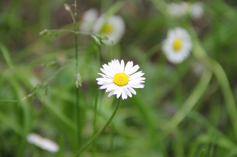 Daisy Flower in Grass — White, Calm, Spring