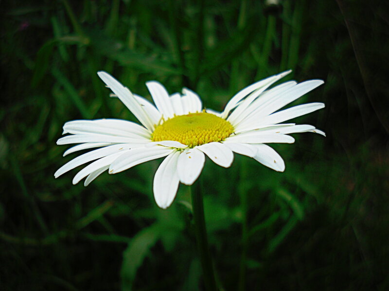 Daisy Flower in Grass — White, Calm