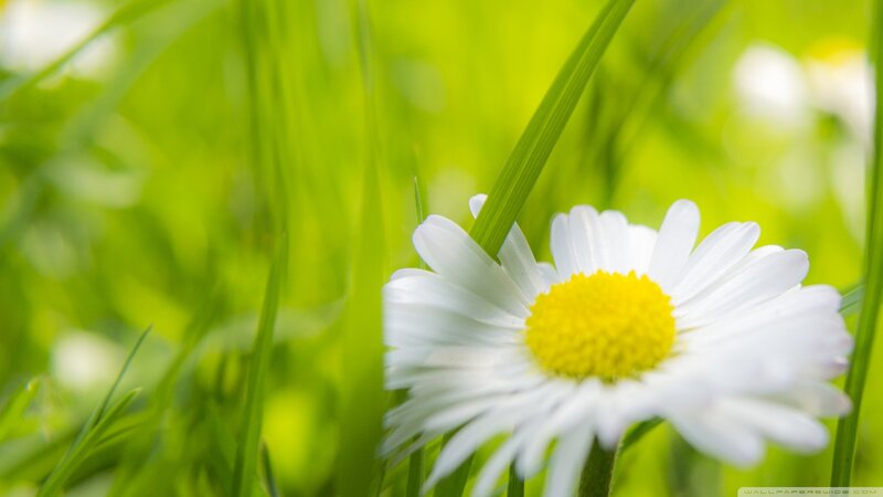 Daisy Flower in Grass — White, Serene, Spring, Photograph, Sunlight