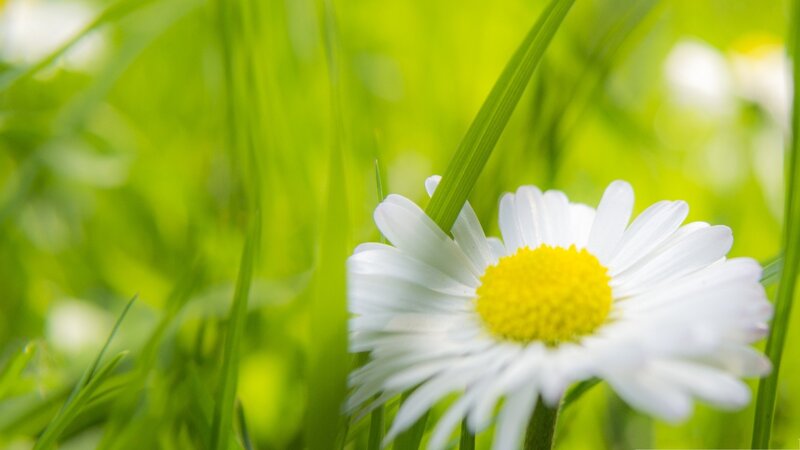 Daisy Flower in Grass — White, Serene, Spring, Photograph