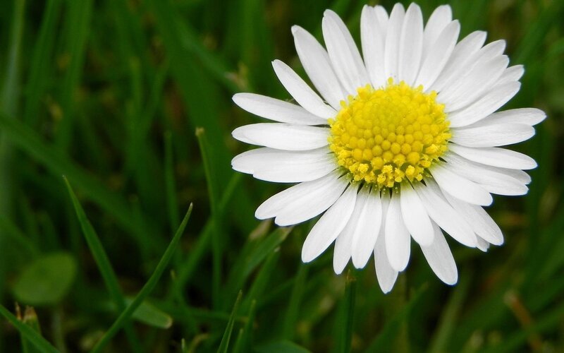 Daisy Flower in Grass — White, Serene, Spring