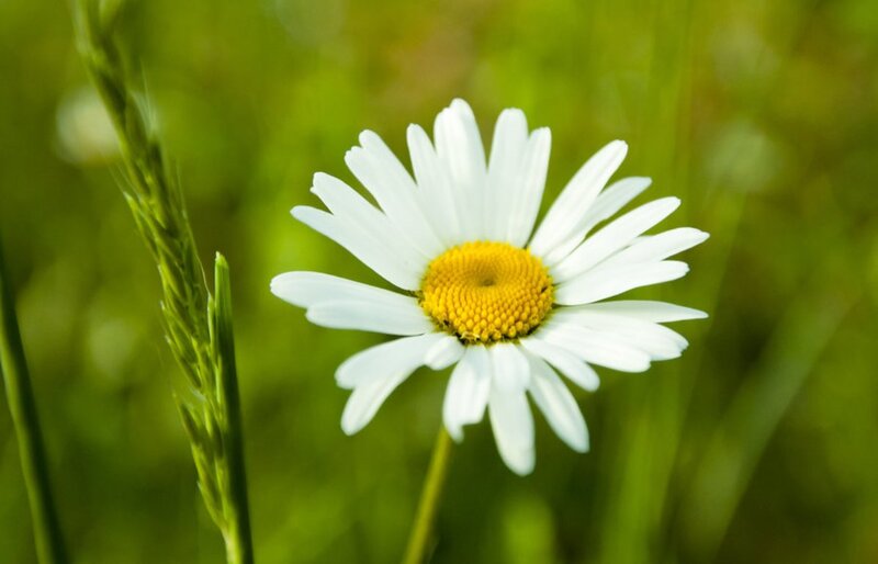 Daisy Flower in Grass — White, Serene