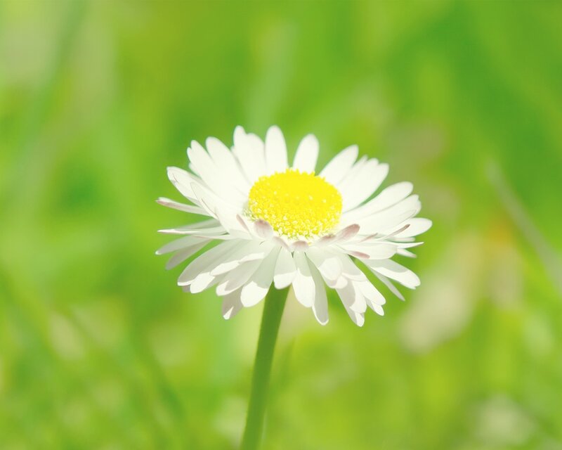 Daisy Flower in Grass — White