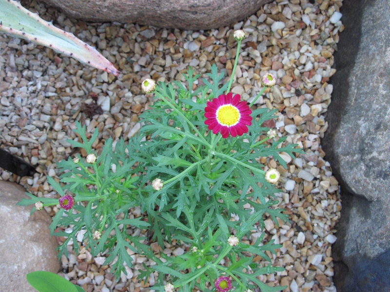 Daisy Flower in Gravel