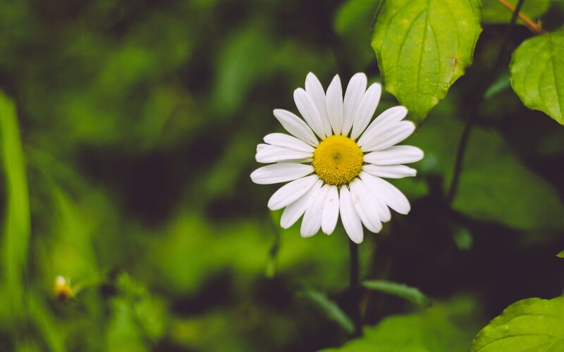 Daisy Flower in Green