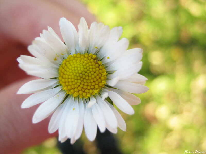 Daisy Flower in Hand — White, Serene, Afternoon
